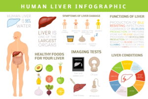 Liver Infographic